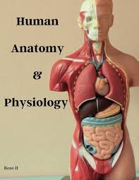 Anatomia i Fizjologia Człowieka