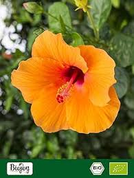 Biojoy Organiczne Kwiaty Hibiskusa 500g - Suszona Herbata